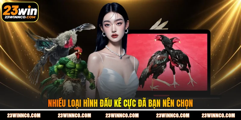 Nhiều loại hình đấu kê cực đã bạn nên chọn
